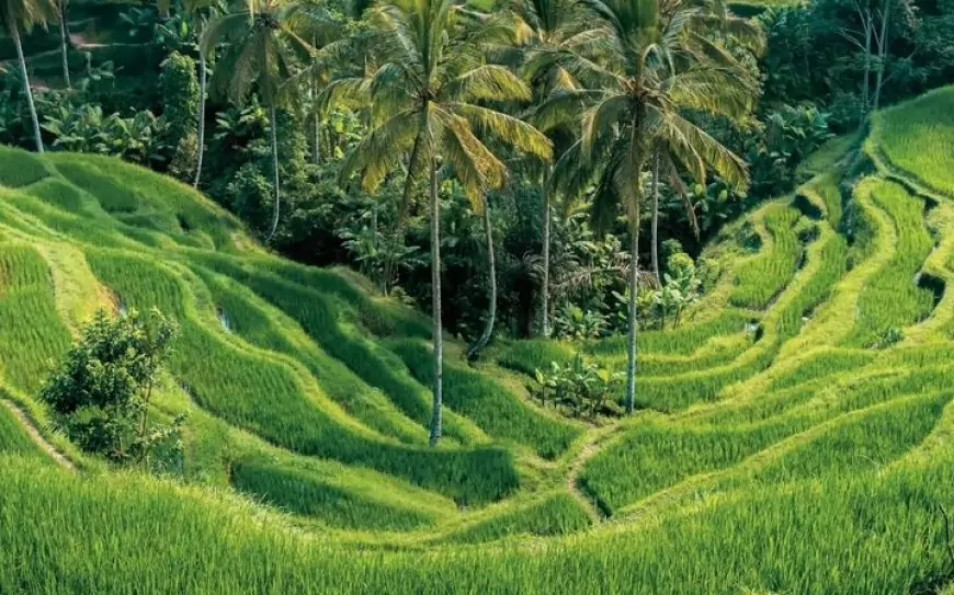 Menyusuri Keindahan Sawah Terasering Tegalalang, Bali: Destinasi Wajib untuk Pengalaman Alam yang Tak Terlupakan