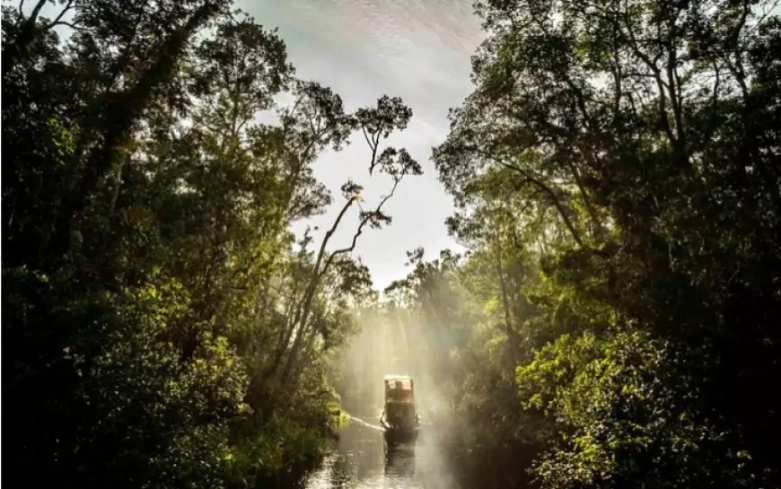 Taman Nasional Tanjung Puting: Destinasi Wisata Alam Terbaik di Kalimantan Tengah