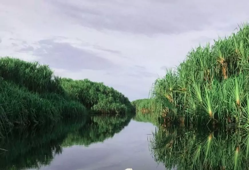 Taman Nasional Sebangau, Surga Flora dan Fauna di Kalimantan Tengah