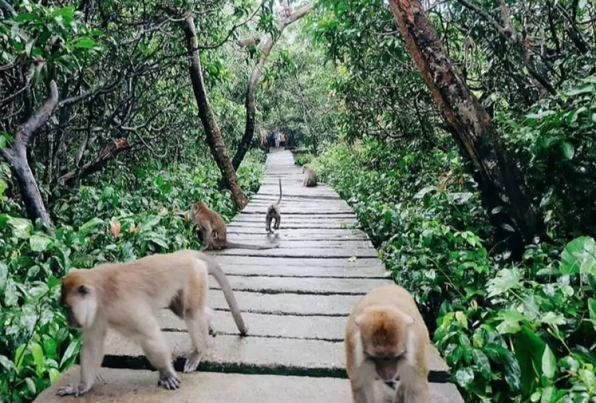 Keindahan Taman Wisata Pulau Kembang di Kalimantan Selatan