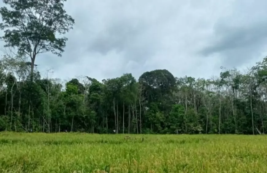 Menikmati Eksotisme Danau Pulau Padang di Tengah Hutan Gambut Riau