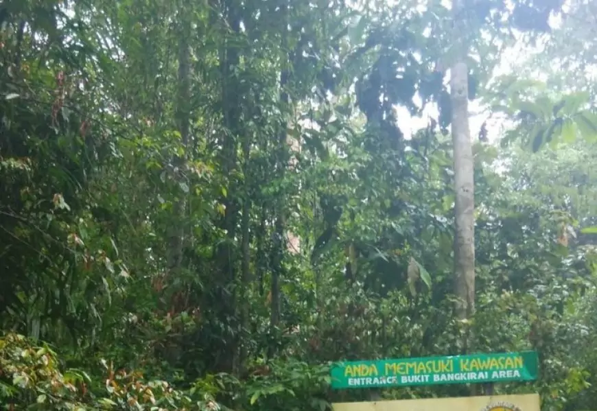 Keindahan Hutan Samboja, Destinasi Wisata Alam di Kutai Kartanegara