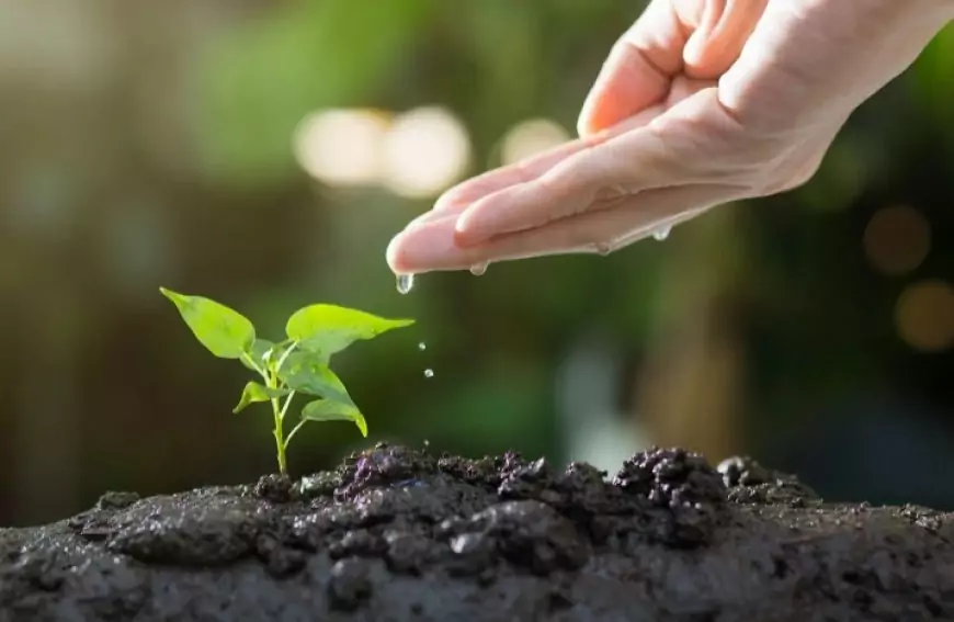 Dampak Positif Hobi Berkebun terhadap Kesehatan Mental